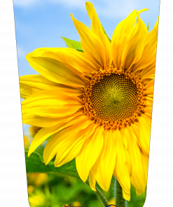 Sunflower Upclose V1