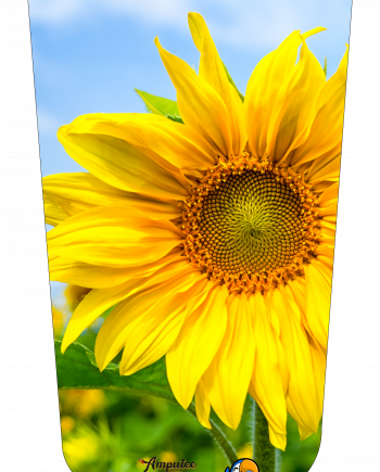 Sunflower Upclose V1