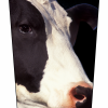 Cow Headshot V1