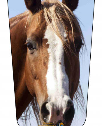 Horse Headshot V1
